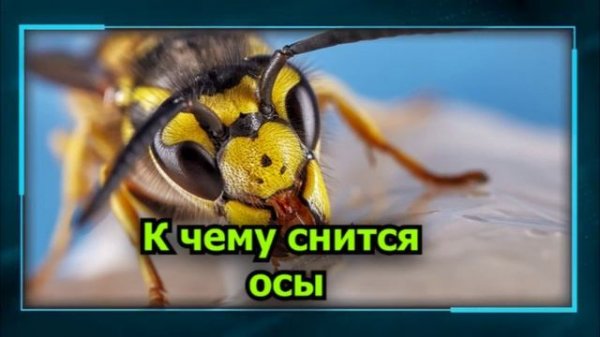 осы во сне - К чему снятся осы или пчелы