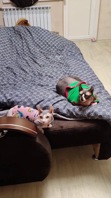 когда у хозяйки нет ни слуха ни голоса 😀 смотреть онлайн