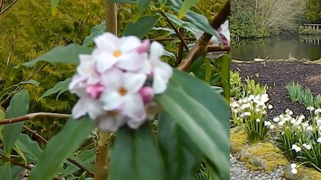 Spring in Carlow - Altamont Gardens смотреть онлайн