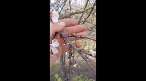 Когда обрезать усохшие веточки на абрикосе.