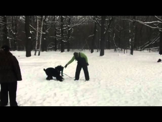 РЧТ, 3 занятие в Плющево Эмир, 7 месяцев