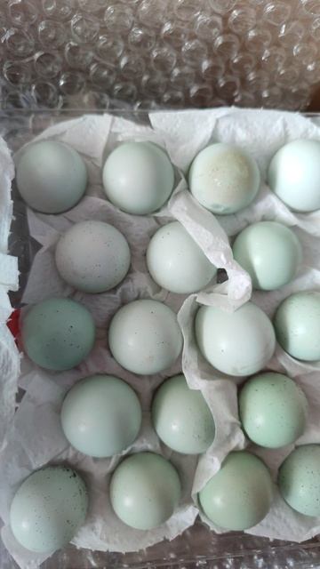 Голубые перепелиные яйца породы Селадон купила для инкубации. смотреть онлайн