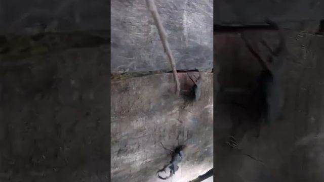 Бой Рогачей смотреть онлайн