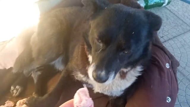 Вкусняшки для Топусика!!! смотреть онлайн