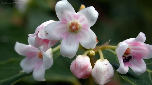 Dogbane - Apocynaceae