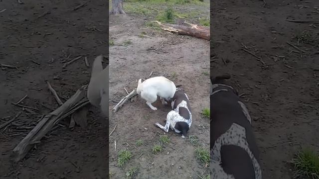 Герда и Дэви смотреть онлайн