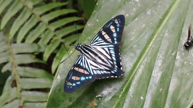 Phocides perillus (Hesperiidae) PNN Tatamá Colombía смотреть онлайн