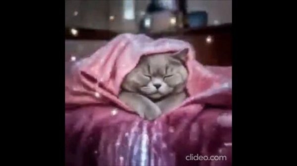 От звука мяу я млею и таю.