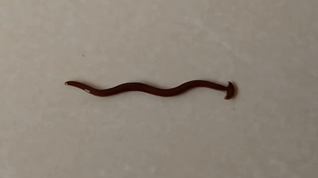 Hammerhead Worm small смотреть онлайн