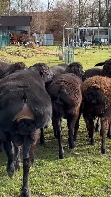 Молодые гиссарские ярки и гиссарский баран