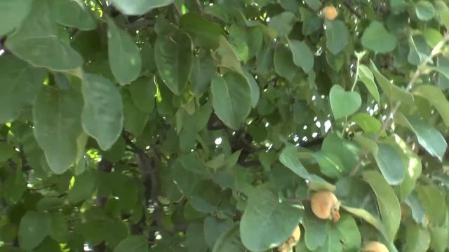 Quince Tree - Grow, Care, Harvest And Eat