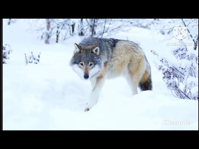 Мы родились в Сибири//праздник затянулся//обзор канала смотреть онлайн