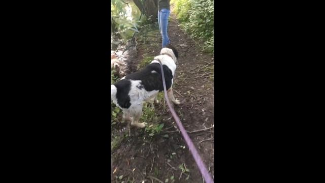 Весёлая пампушка Карагёз