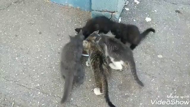 ПОМОГИТЕ, не проходите мимо........мы  же Люди...!