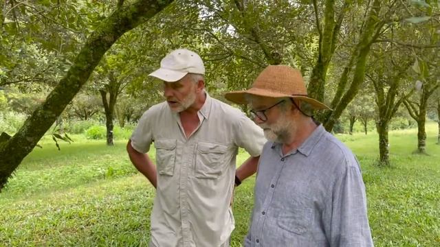 Under tree ground covers in macadamia. Feb 2022 смотреть онлайн