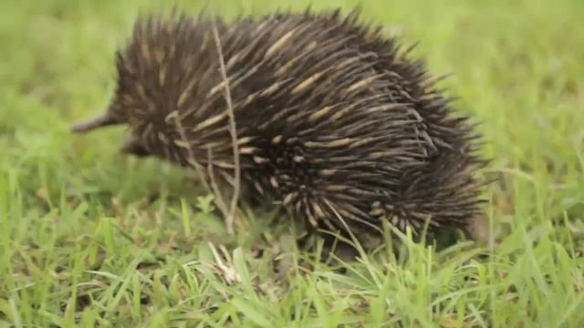 echina смотреть онлайн