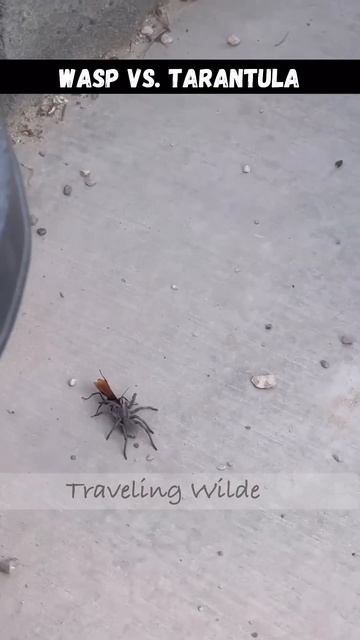 Tarantula Hawk BLACK WASP vs. TARANTULA #wasp #tarantula смотреть онлайн