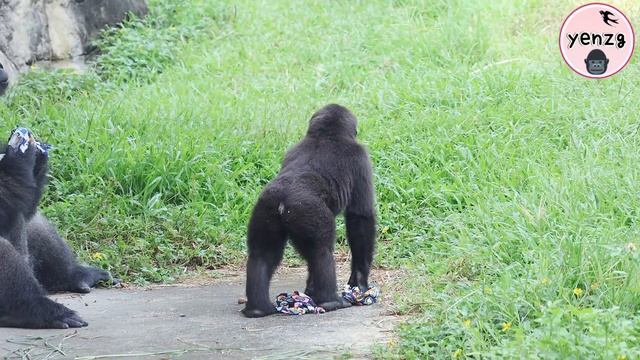 Gorilla D’jeeco enjoyed snack bags on Father’s Day,Ringo,Jabali,Tayari,Iriki金剛猩猩迪亞哥開心享用父親節點心 смотреть онлайн