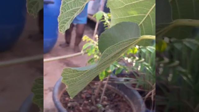 How to grow fig plant at home || care & tips || anjeer plant || telugu || Terrace garden || ongole смотреть онлайн