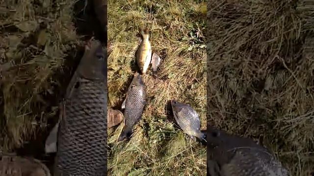 Карп лопата смотреть онлайн