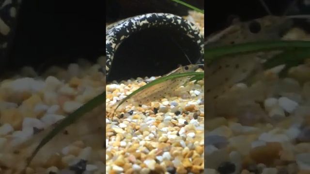 Caridina japonica fa la muta in tempo reale (HD) смотреть онлайн
