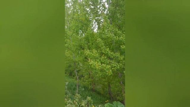 🍃 ветер, шелест листьев смотреть онлайн