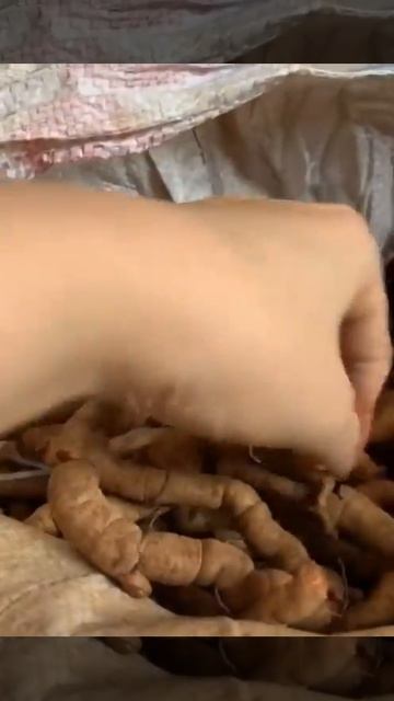 Củ ba kích tím ngâm rượu chuẩn - 0394236766 смотреть онлайн