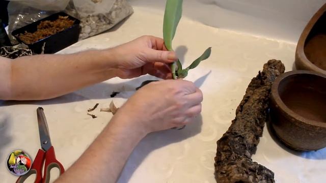 Cattleya rex - Mounting - Repotting - Origin - Habitat - #CareCollab - 10/02/2021 смотреть онлайн