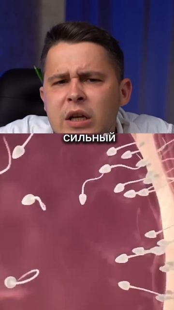 Как происходит процес оплодотворения смотреть онлайн