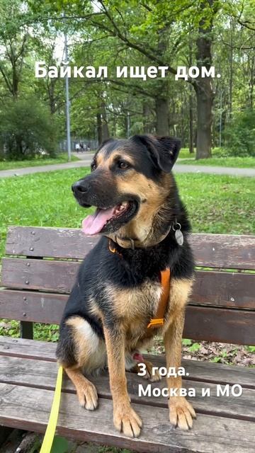 В добрые руки бесплатно! Живет в приюте. Москва и МО. Алексей +79629665877