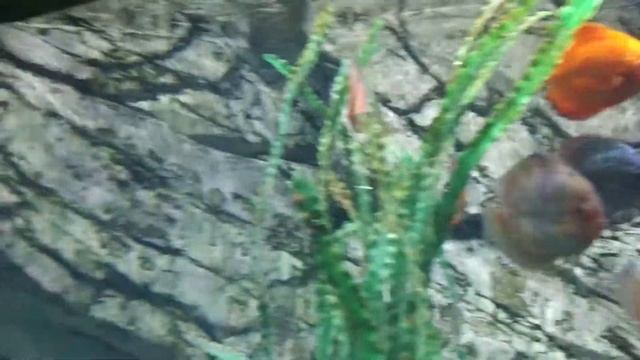 06.12.2020 Разноцветные рыбы