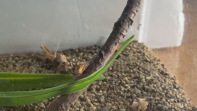 Cellar Spider смотреть онлайн