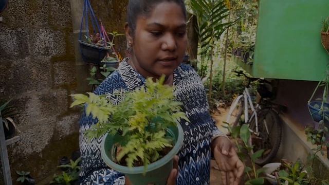 ആവശ്യപ്പെട്ടപോലെ Low Cost Plants Rs.10 മുതൽ Rs.30 വരെ #cheap Rate Plant Sales Video#hanging# смотреть онлайн