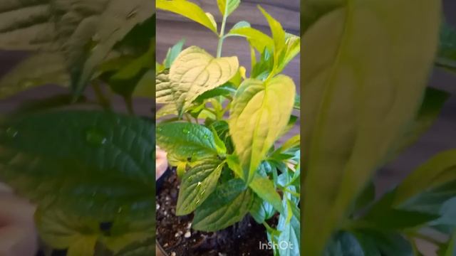 Гортензия метельчатая Скайфолл нормировка смотреть онлайн