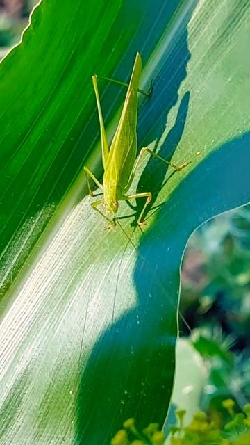 КТО ЗАШЁЛ К НАМ В ГОСТИ? САРАНЧА  ИЛИ  КУЗНЕЧИК? ЧТО СКАЖЕТЕ?