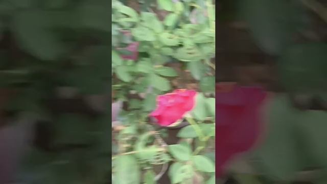 #vi смотреть онлайн