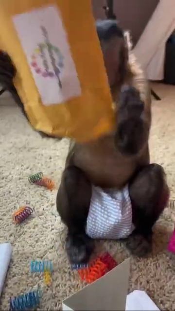 Funny monkey 2021 Part 7 | Monkey Nastya смотреть онлайн