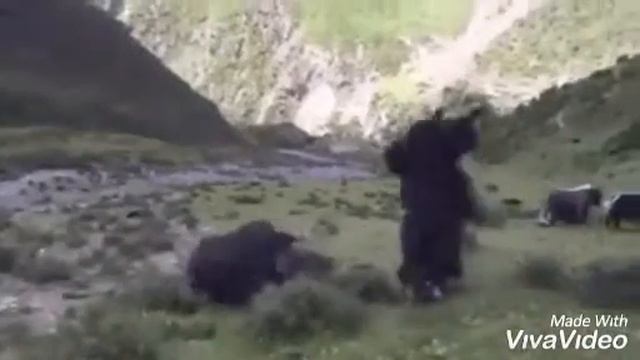 Топоз өгүздор смотреть онлайн