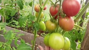 Обзор томата Де барао розовый