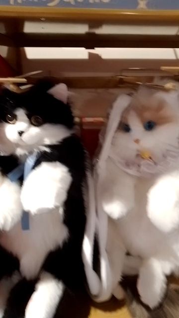 Котик рюкзачёк! смотреть онлайн