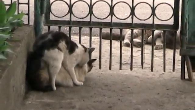 Майские Коты смотреть онлайн