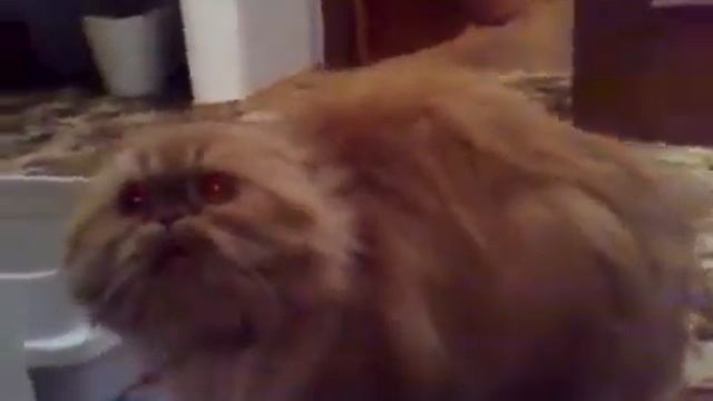 Кошка из ада смотреть онлайн