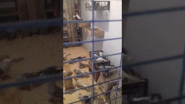 Турецкая такла смотреть онлайн