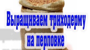 Как вырастить триходерму на перловой крупе, один из способов.
