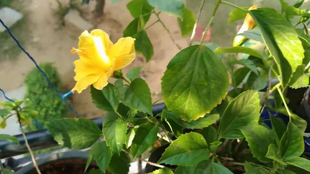 Blooming china rose смотреть онлайн
