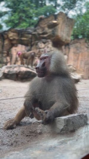 Hamadryas Baboon @ SINGAPORE ZOO #Singapore