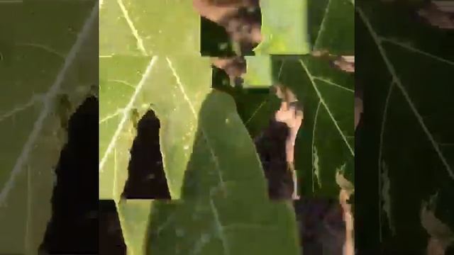 Carica papaya , lluta смотреть онлайн