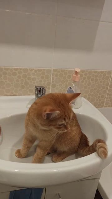 Повседневный тыг тыгыдык #ириска#ванна#кошки#кошка#рыжая#рыжик#котики смотреть онлайн