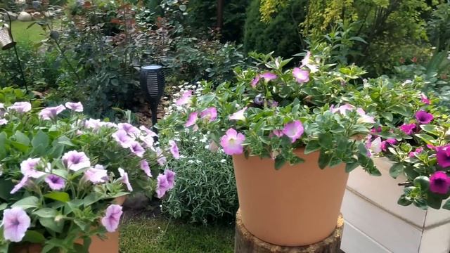 Дачная жизнь. Обустройство сада. Уход за гортензиями. Обзор сада. Розы в начале цветения смотреть онлайн