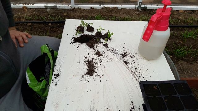 Pikowanie pomidorów (2019) BALKONI F1 смотреть онлайн